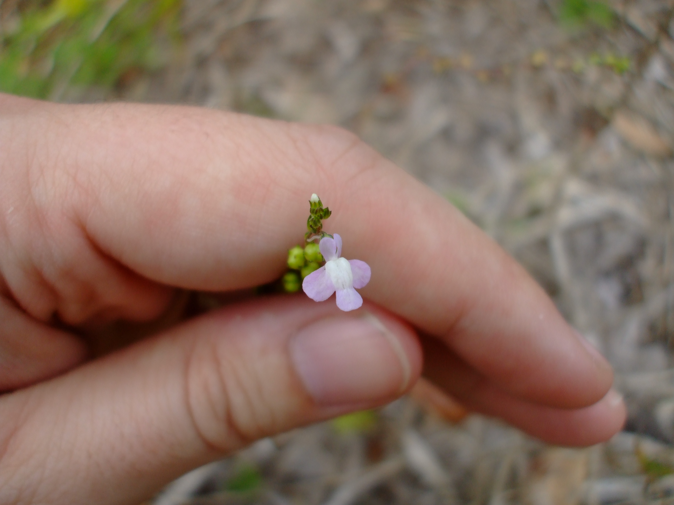 Nuttalanthus texanus